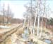 Thawed path. 50x70, 2003 